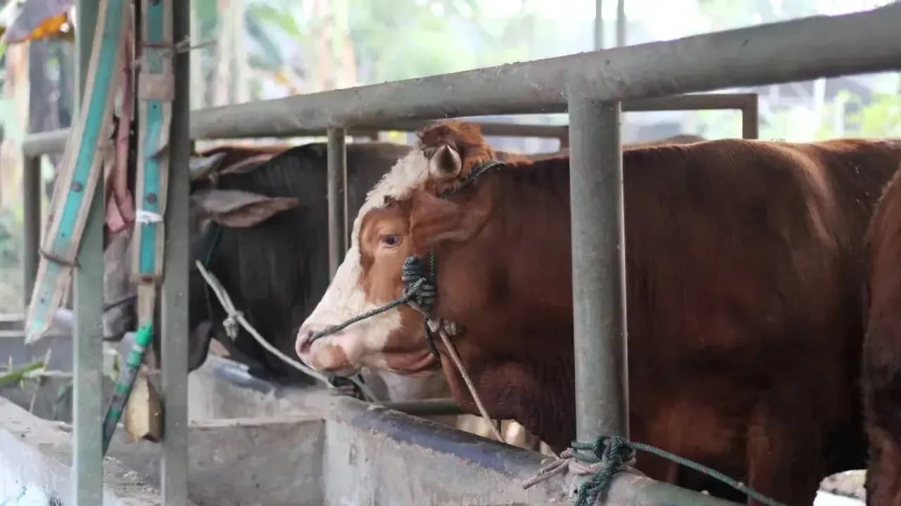 Over 200 Livestock Die in West Kazakhstan: Are Saigas to Blame?