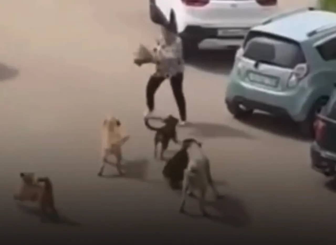 В Алматы стая бездомных собак напала на женщину у ЖК «Аспан Сити»