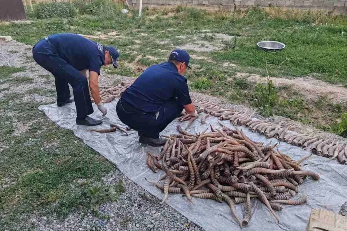 Жетісуда ақбөкен мүйізін заңсыз сақтағандар ұсталды