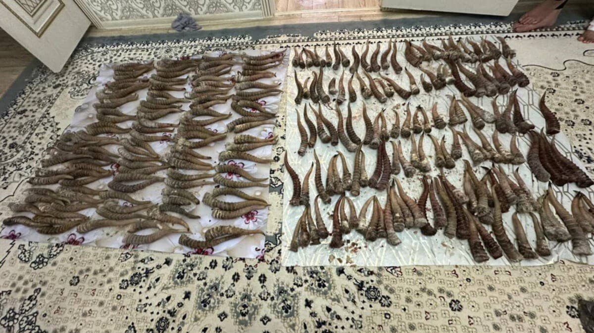 Қарағанды облысында ақбөкендерді жайратып салған 11 адам ұсталды