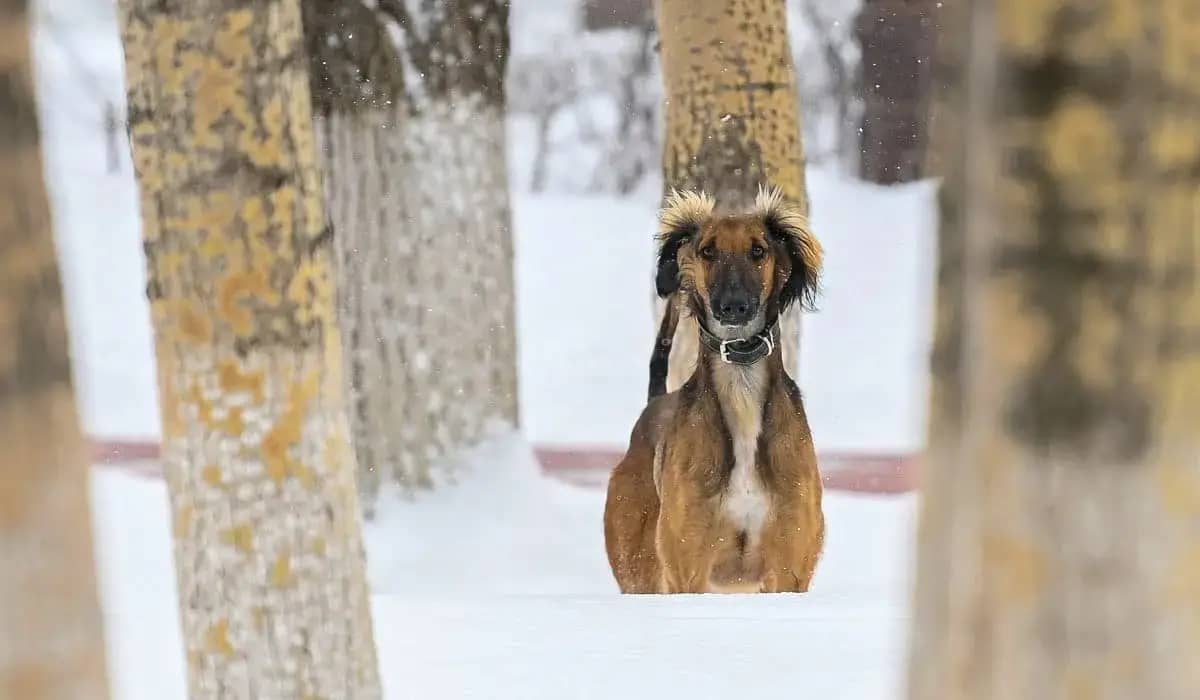 Қазақстанда жаңа мереке пайда болды: 3 қыркүйек – Тазы және Төбет күні