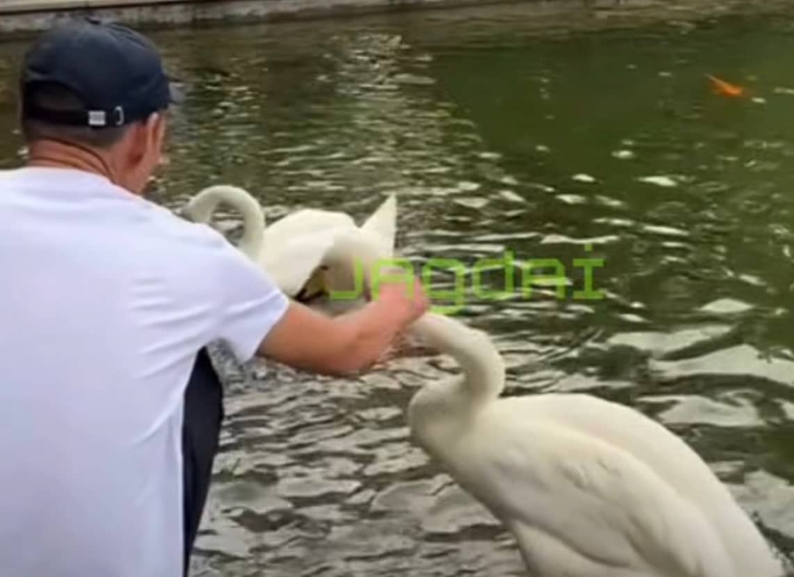 Алматыдағы бақта аққуды қылғындырған адам 7 тәулікке қамалып кетті