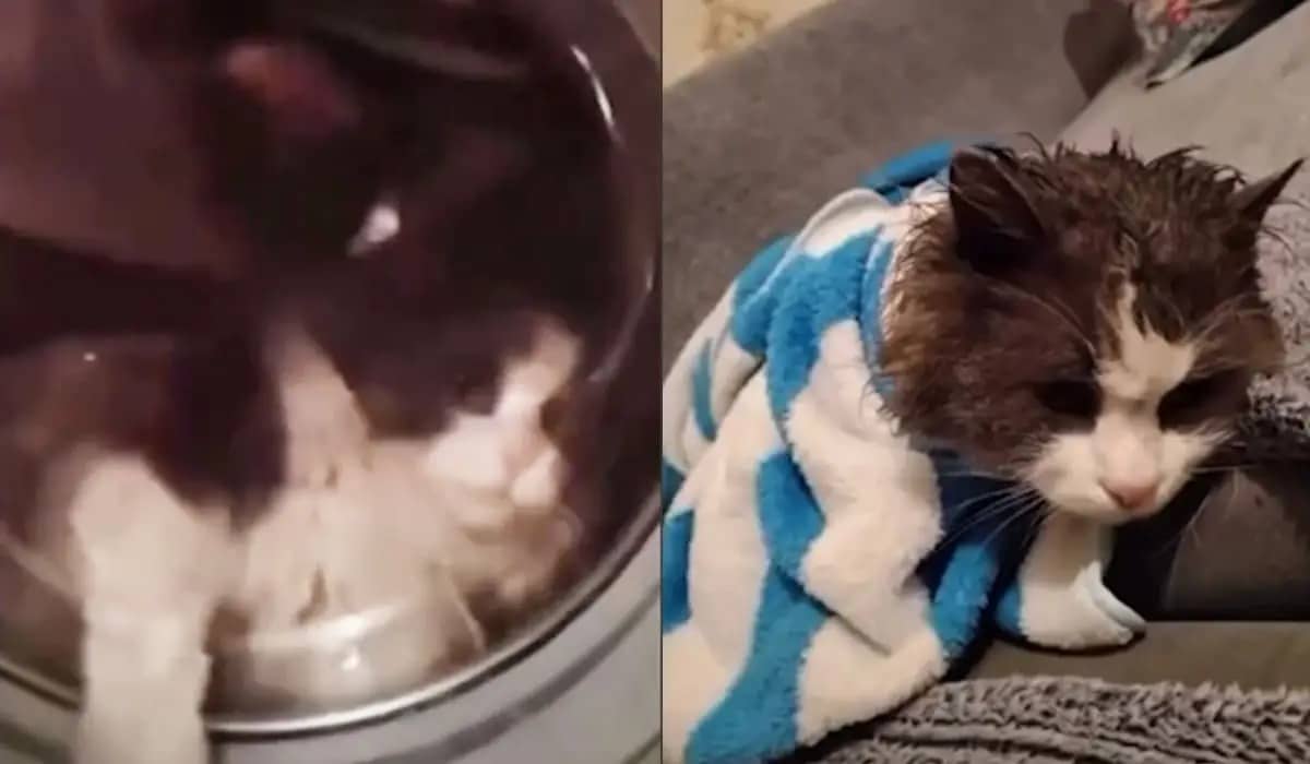 Женщина в Талдыкоргане стирала кота в стиральной машине ради «шутки»