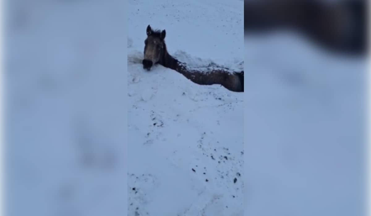 В Казталовском районе ЗКО массово погибли лошади