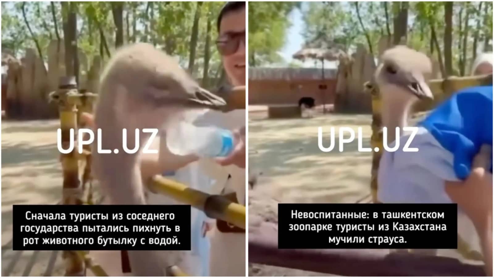 "Wildness": Kazakh tourists insulted an ostrich at a zoo in Tashkent