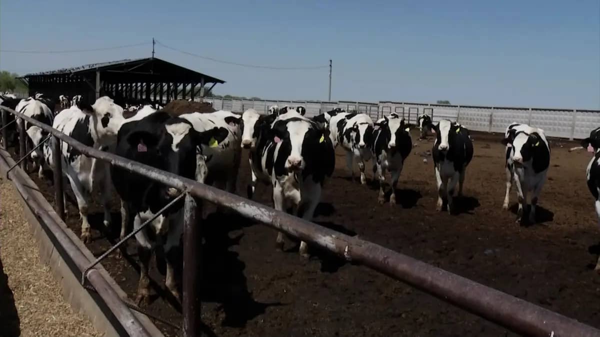 Multi-million dispute between two companies leads to death of about 500 livestock in Almaty region