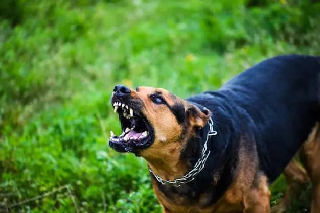 Dogs on the streets: human safety under threat