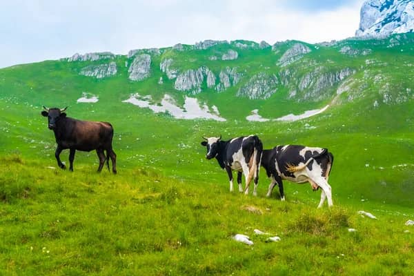 Embezzlement of 211 million tenge under the Agrobusiness program uncovered in Abai region