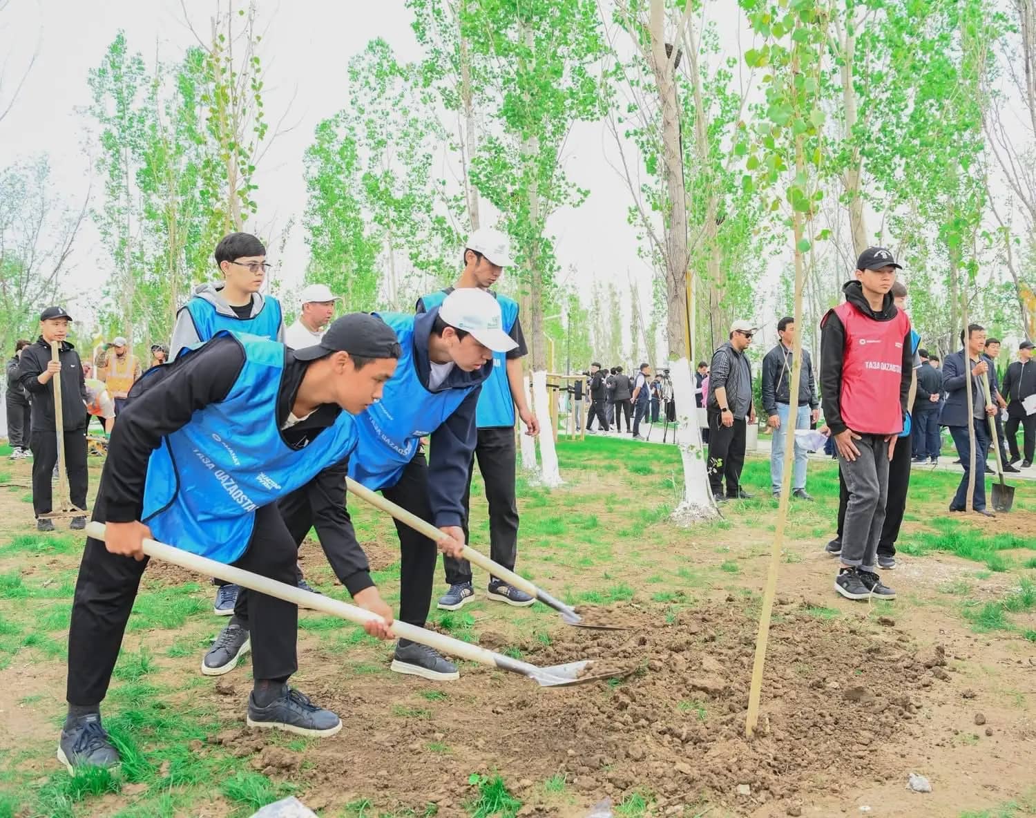 "Taza Kazakhstan": 12,000 saplings planted in Kyzylorda region