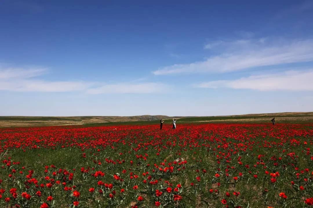 В Жамбылской области пройдет международный фестиваль «Қызғалдақ мұра»