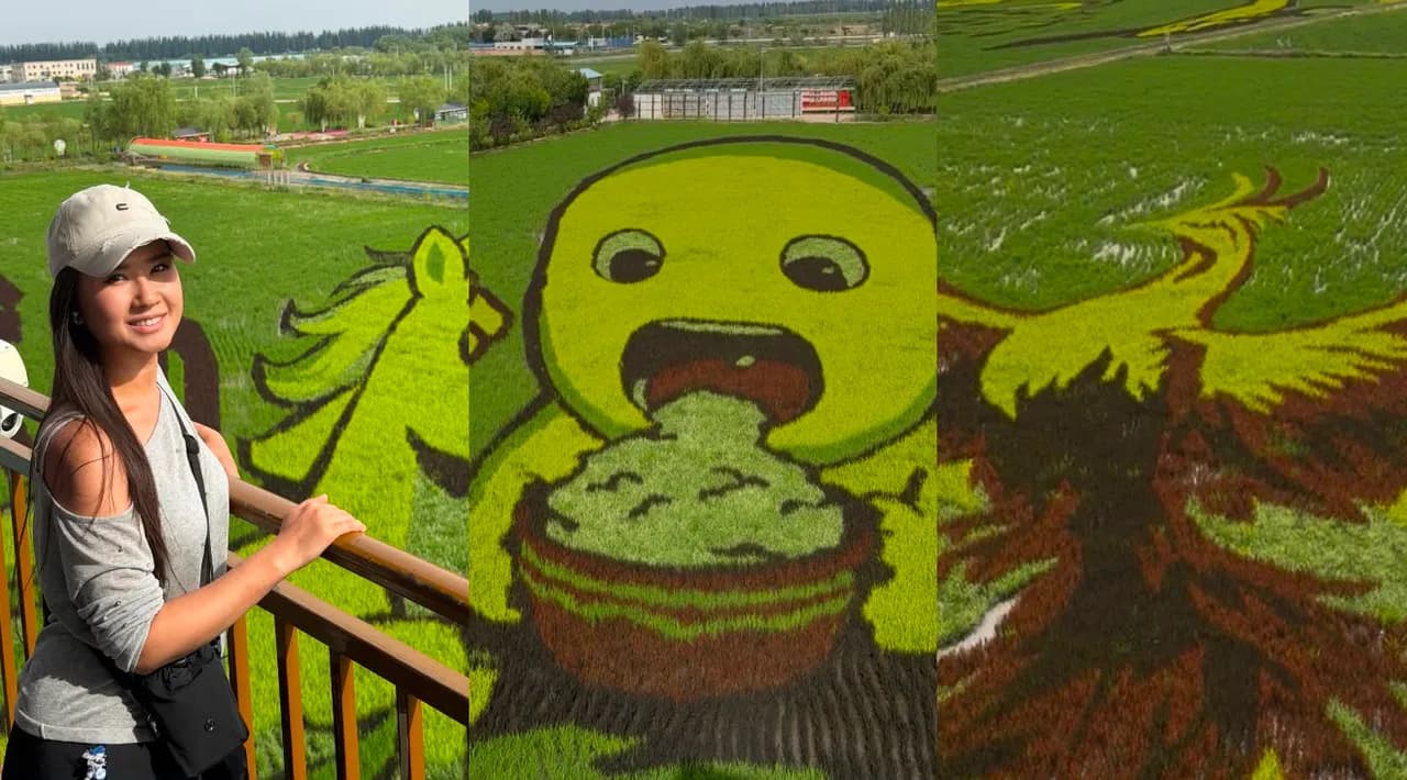 How did the rice fields in Ningxia become works of art?