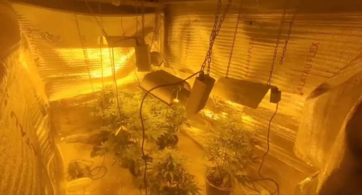 В Уральске задержаны братья по подозрению в наркобизнесе: изъяты десятки кустов конопли, оборудование и крупные суммы денег