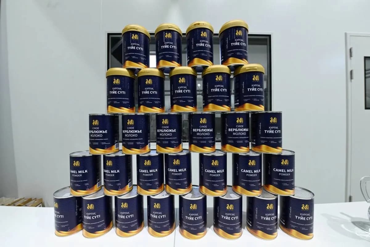 400 тонна өнім: Қызылорда облысында түйе сүтінен құрғақ ұнтақ шығаратын зауыт ашылды
