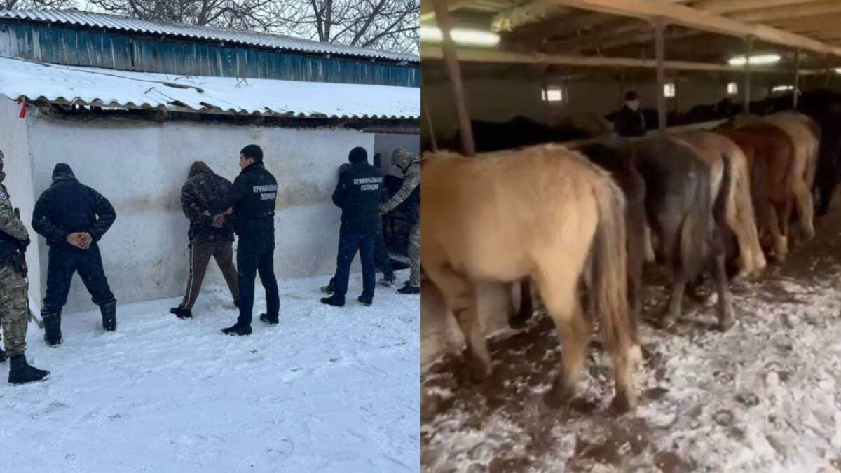 Түркістан облысында 14 жылқыны ұрлаған барымташылар ұсталды