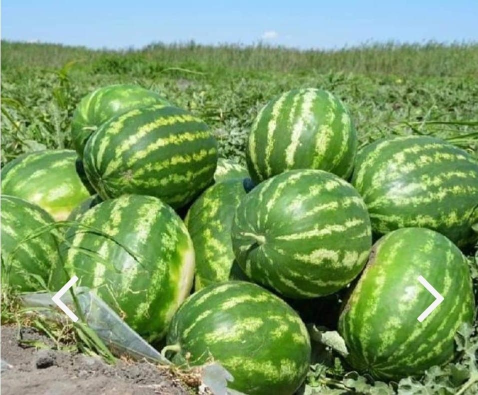 Шардара қаласының диқандары 8025 тонна бақша өнімін Қазақстан аумағына және Ресей, Беларусия, Балтық елдері мен өзге де ТМД елдерінің нарығына экспорттады