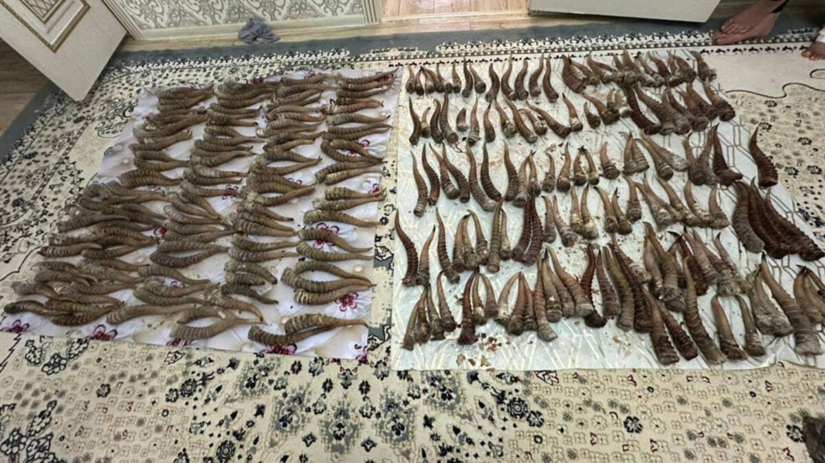 Қарағанды облысында ақбөкендерді жайратып салған 11 адам ұсталды