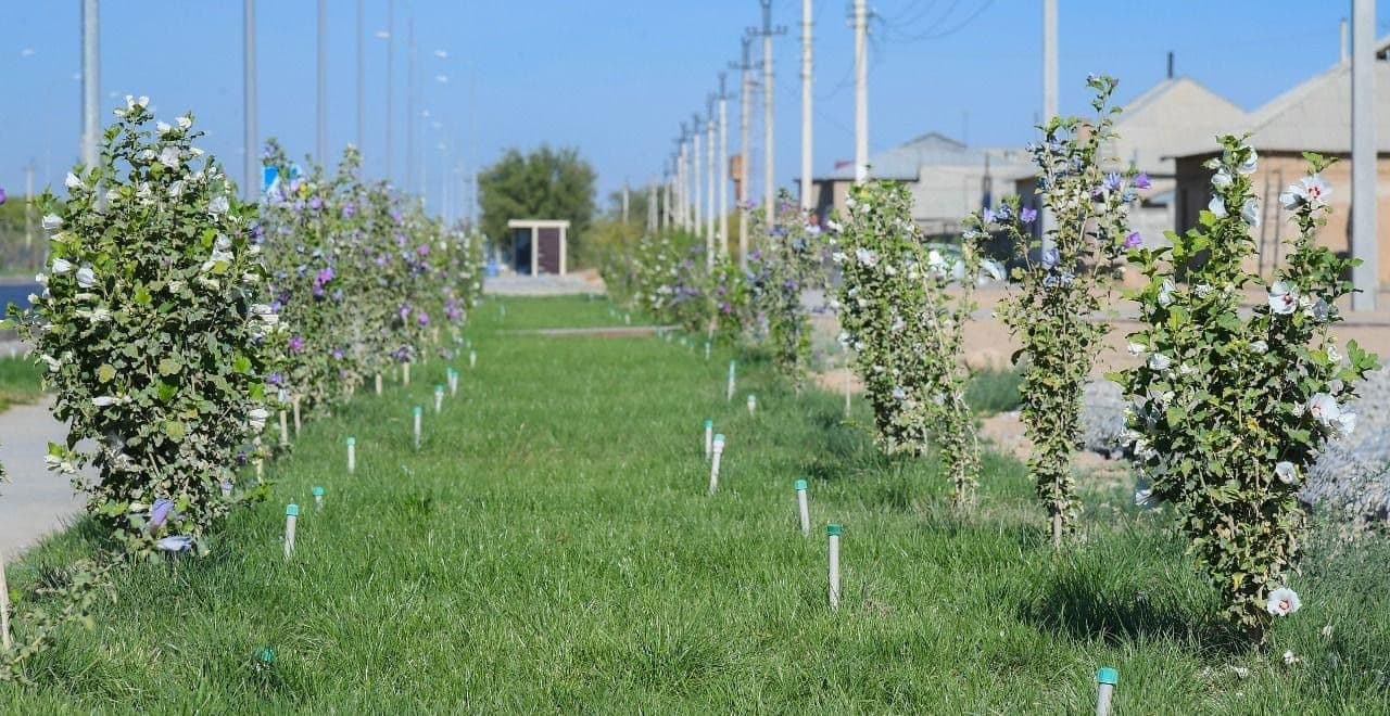 30 мың гектар: Түркістанда күзгі ағаш егу науқаны басталады