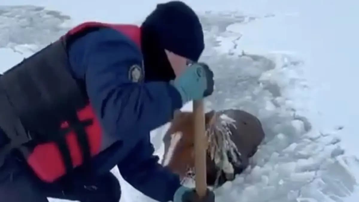 Ақтөбелік құтқарушылар биені мұз астынан аман алып шықты