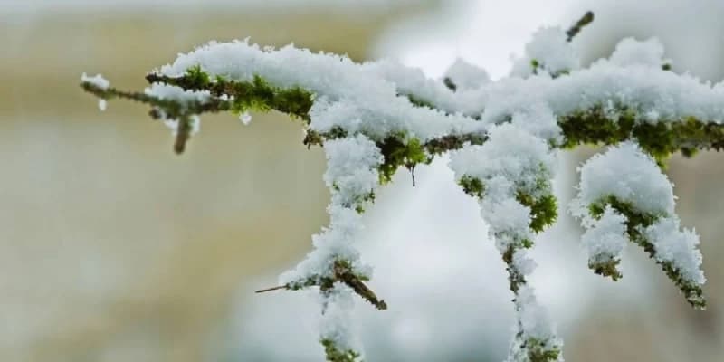 30 сентября в нескольких регионах выпадет снег и ожидаются заморозки