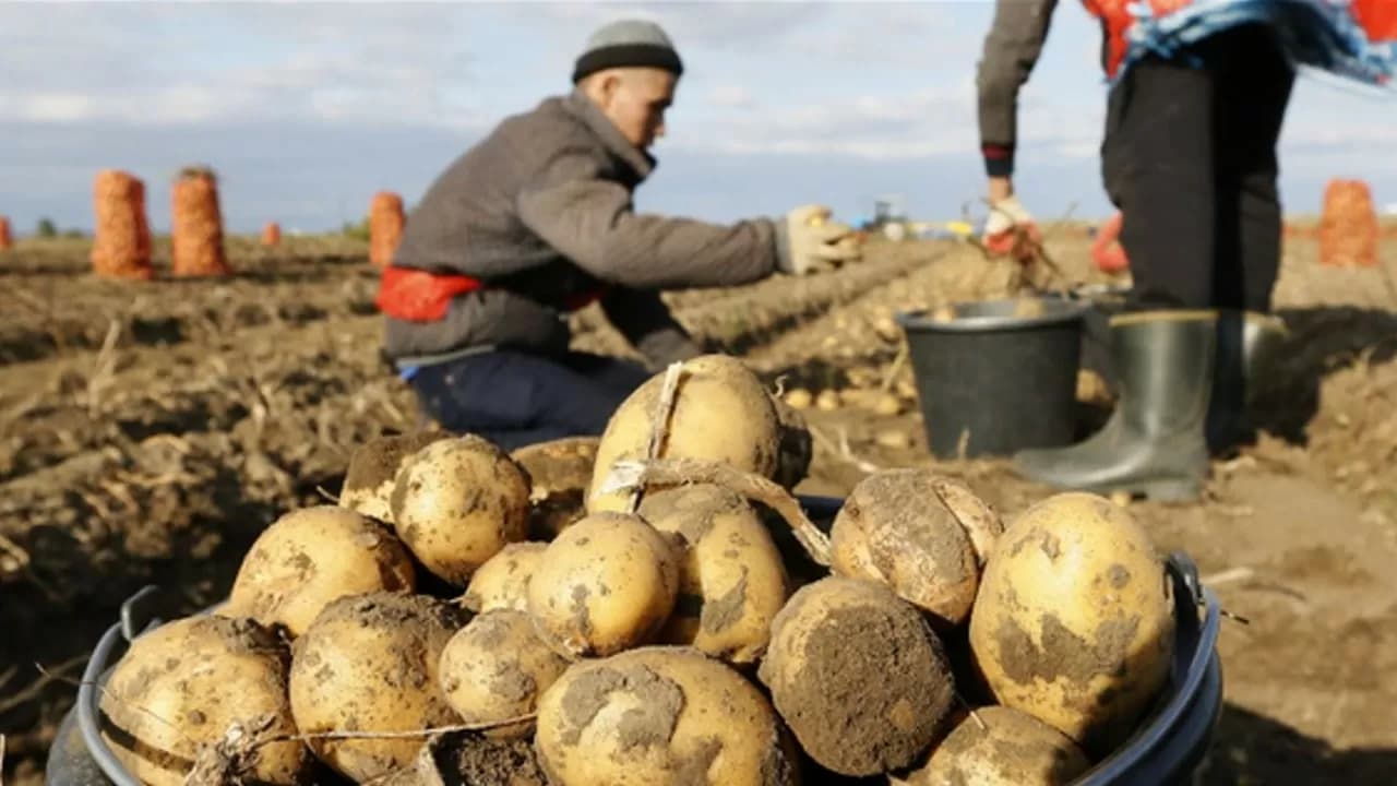 Картоп тапшылығымен күреске бөлінген 5,1 млрд теңге қалай тиімсіз жұмсалды?