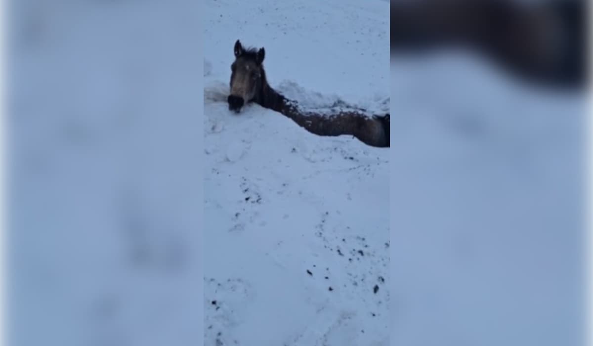 В Казталовском районе ЗКО массово погибли лошади