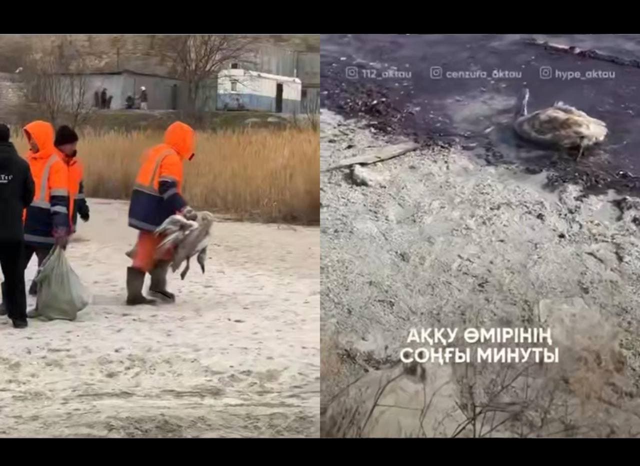 Маңғыстаудағы аққулар өлімі: инспекция мұны «қалыпты жағдай» деп атады