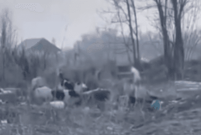 Стая собак напала на пожилую женщину в Алматинской области