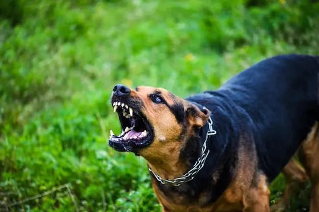 Dogs on the streets: human safety under threat