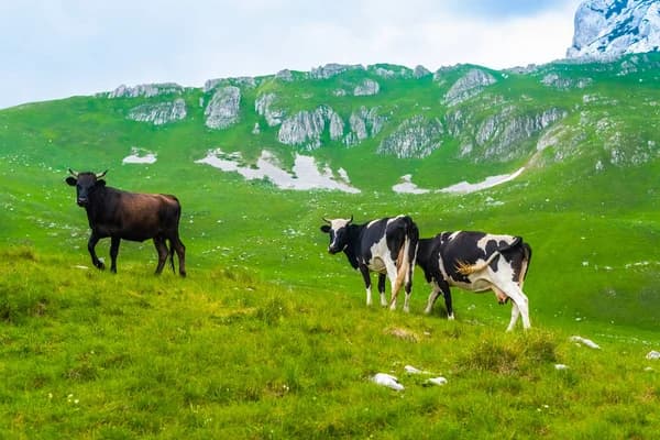 Embezzlement of 211 million tenge under the Agrobusiness program uncovered in Abai region