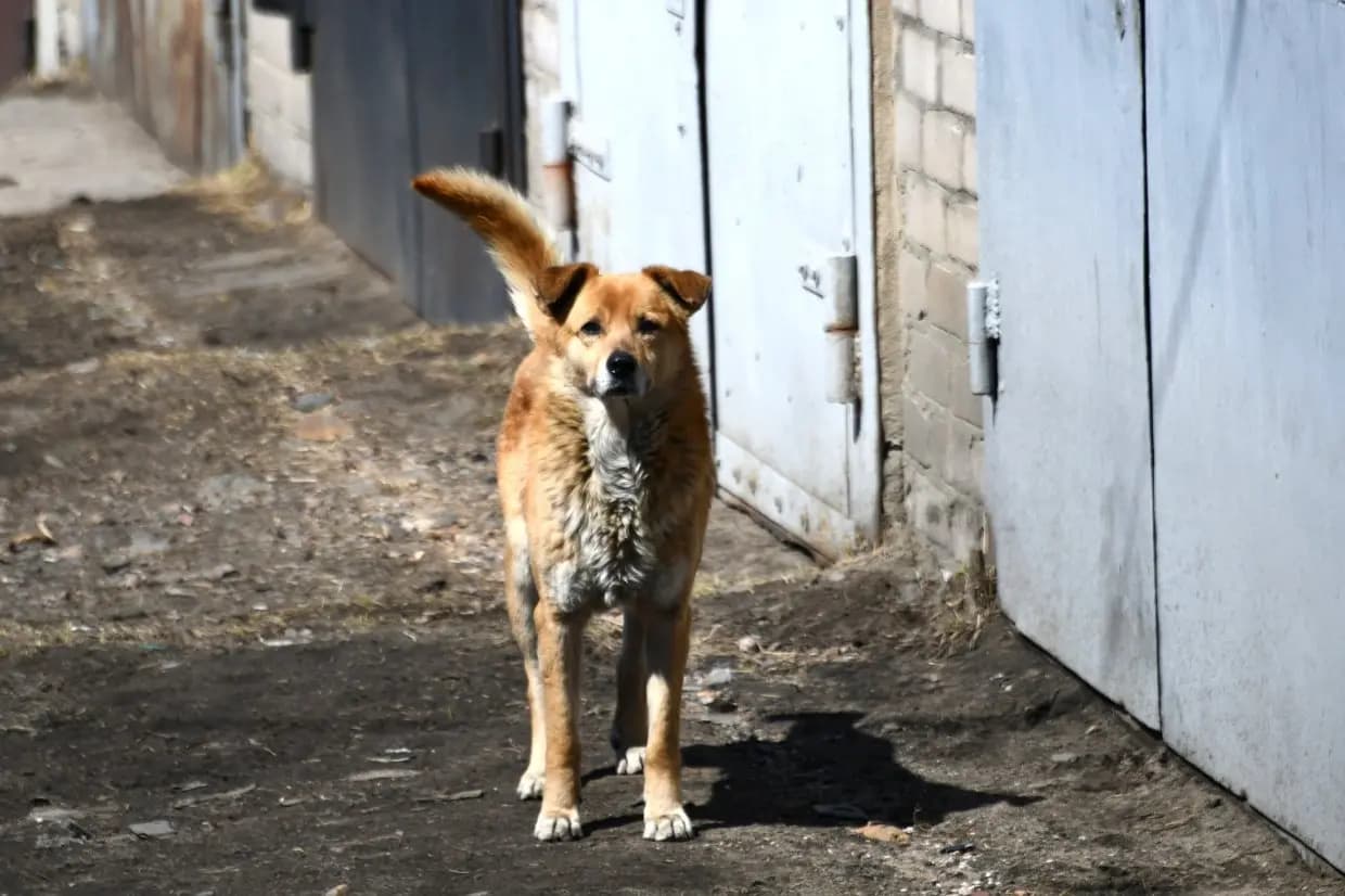 The problem of stray dogs: what exactly is provided in the new law?