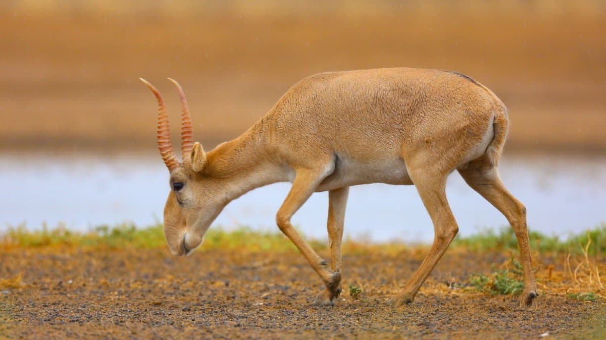 Батыс Қазақстан облысында киіктерді ату қайта жанданды