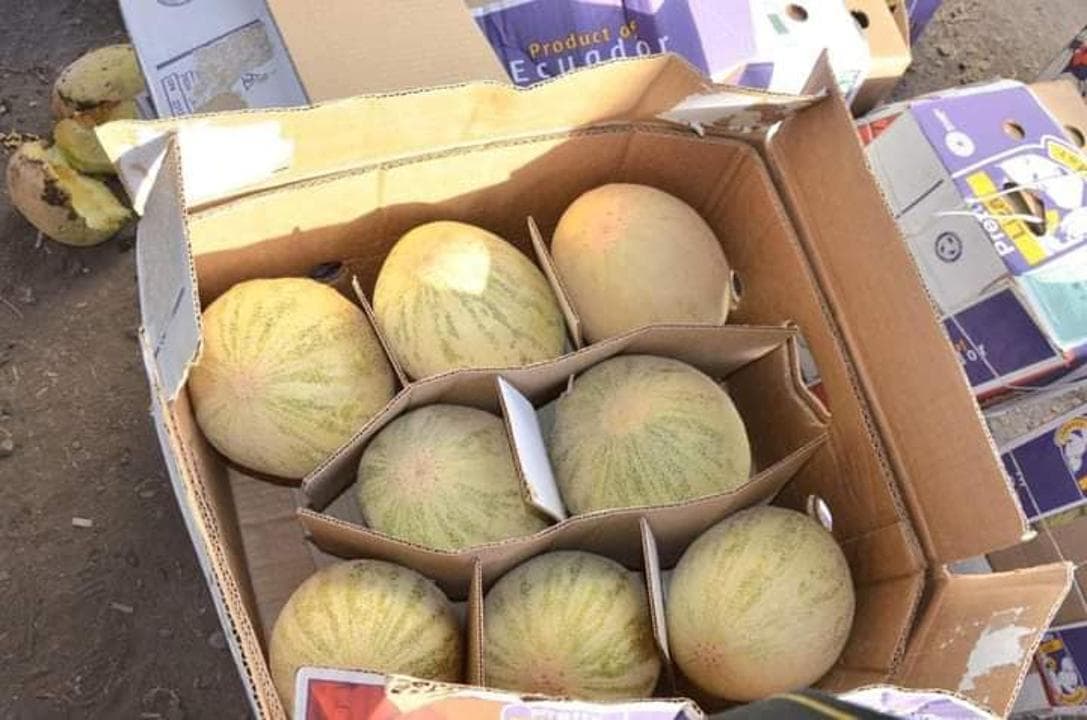 Шардара қауындары шетелдік нарықта да саудалануда