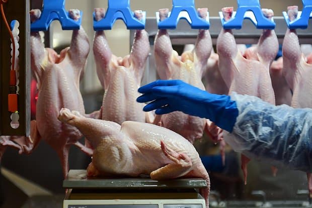 Қазақстаннан Ресейге экспортталған тауық етінен қауіпті бактерия анықталды