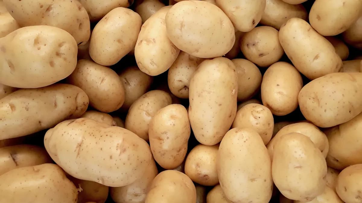 Қазақстанда картоп экспортына алты айға тыйым салынды