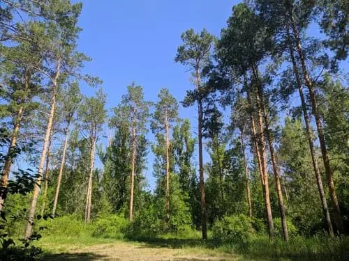 Оралдағы «Хан тоғайы» экопаркке айналады