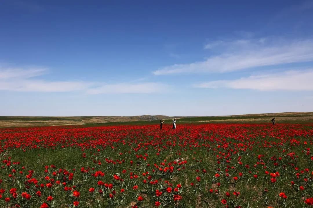 В Жамбылской области пройдет международный фестиваль «Қызғалдақ мұра»