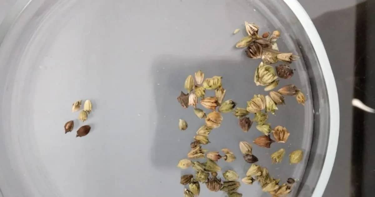 50 tons of contaminated grain and seeds from Russia attempted to be brought into Kazakhstan