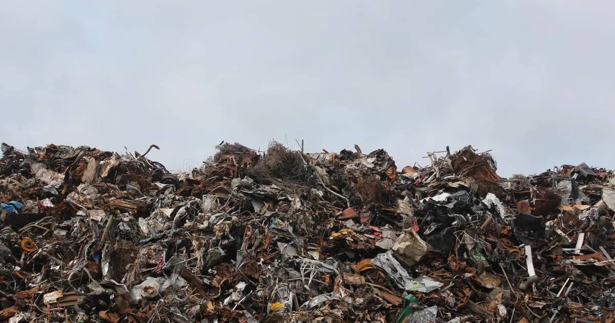 Animal carcasses found at landfill in Zhetysu region