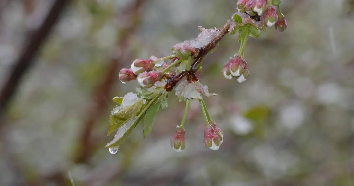 Frost and rain: weather forecast for April 28