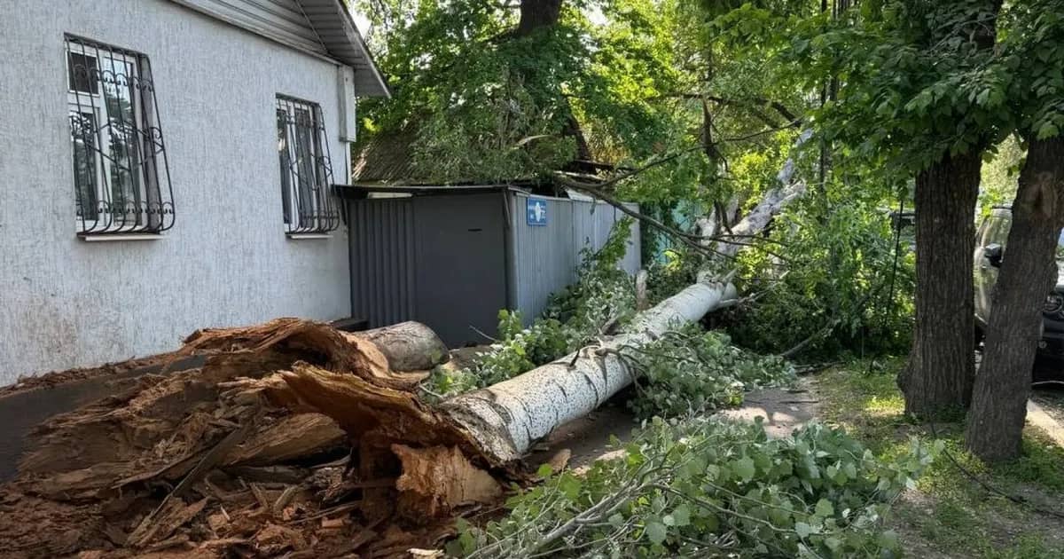 Large tree falls in Almaty, narrowly missing people and scratching cars