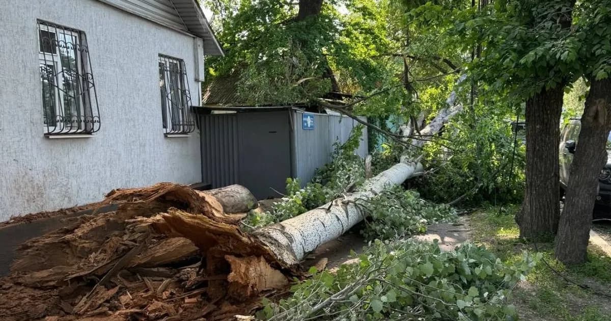 Large tree falls in Almaty, narrowly missing people and scratching cars