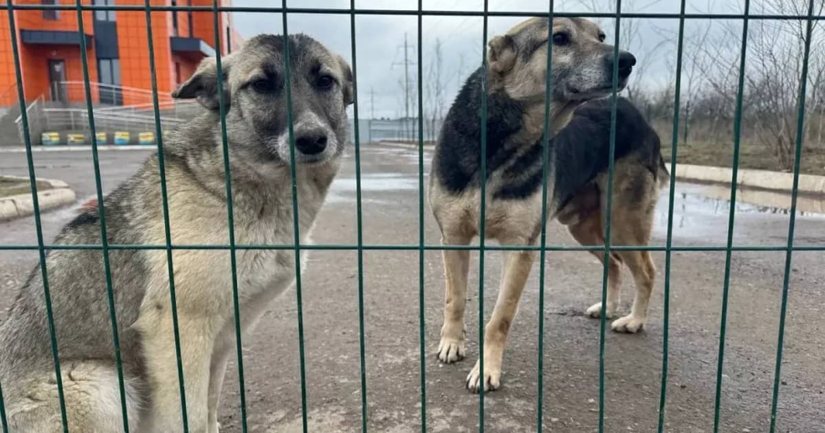 Law on killing stray animals sent back for revision