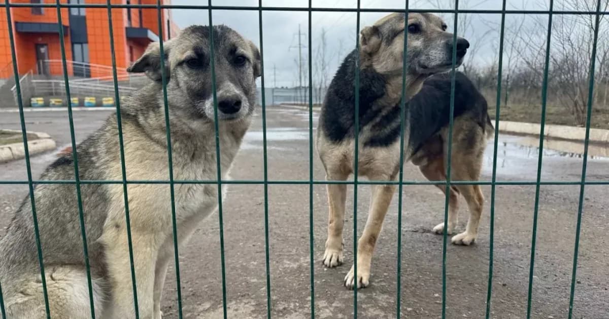 Law on killing stray animals sent back for revision