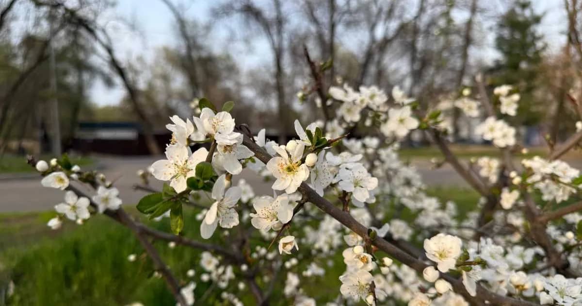 May holidays in Almaty region: bike ride, festivals, and big sports — events from May 1 to May 9