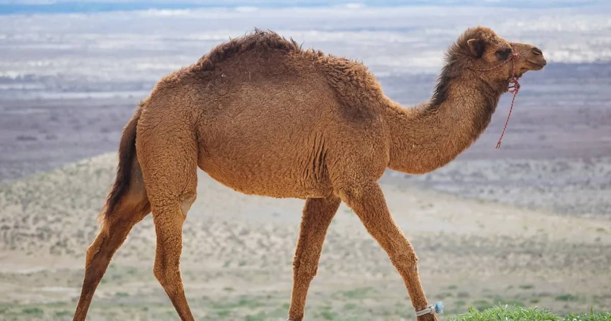 Rescuers Save Baby Camel That Fell into Canal in Kyzylorda Region