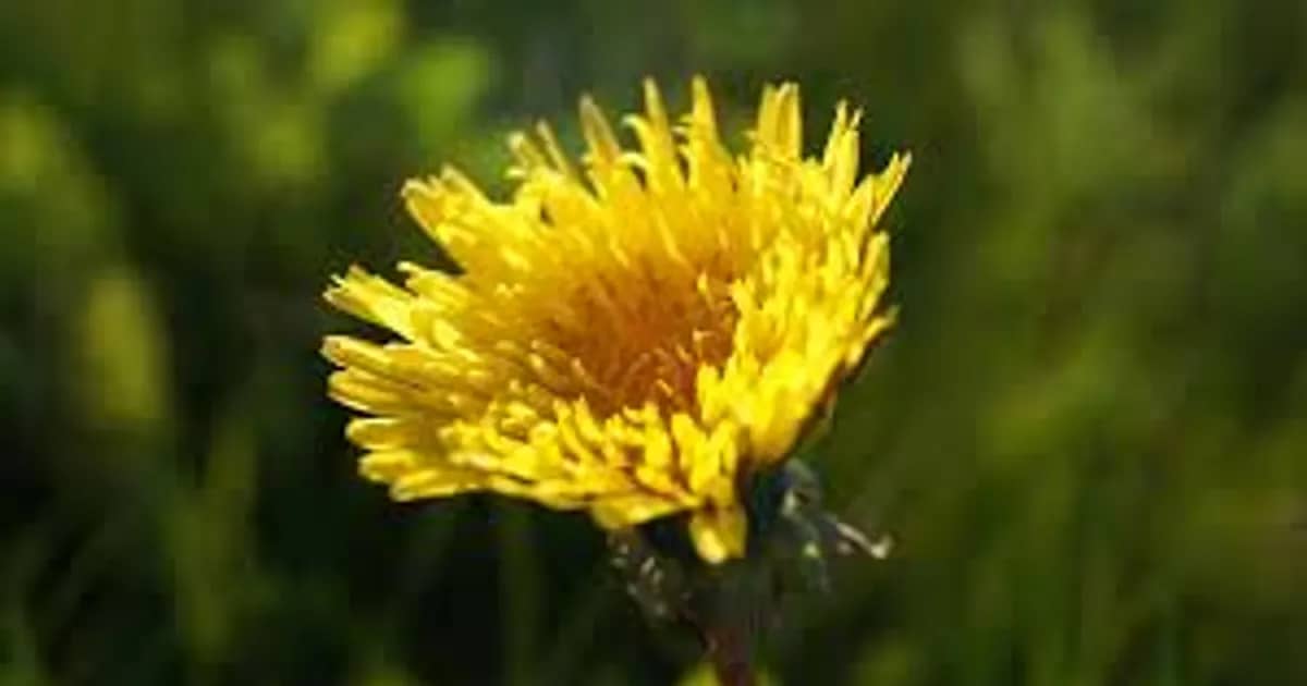 Kok-Saghyz Dandelion: How to Avoid a 13 Million Tenge Fine for Picking Rare Plants