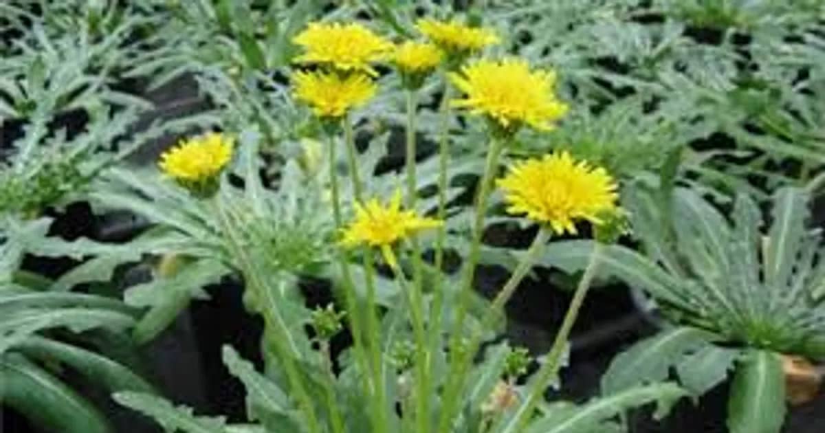 Red-Listed Dandelions: Ministry of Ecology Clarifies Multi-Million Fines