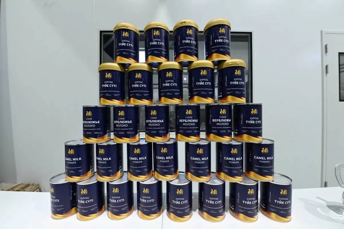400 тонна өнім: Қызылорда облысында түйе сүтінен құрғақ ұнтақ шығаратын зауыт ашылды