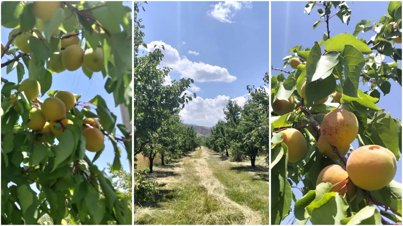 Алматы облысында өрік шаруашылығы өңір экономикасының маңызды саласына айналды