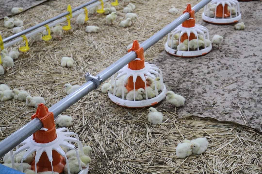 Түркістан облысында жылына 5 мың тонна құс етін өндіретін фабрика іске қосылды